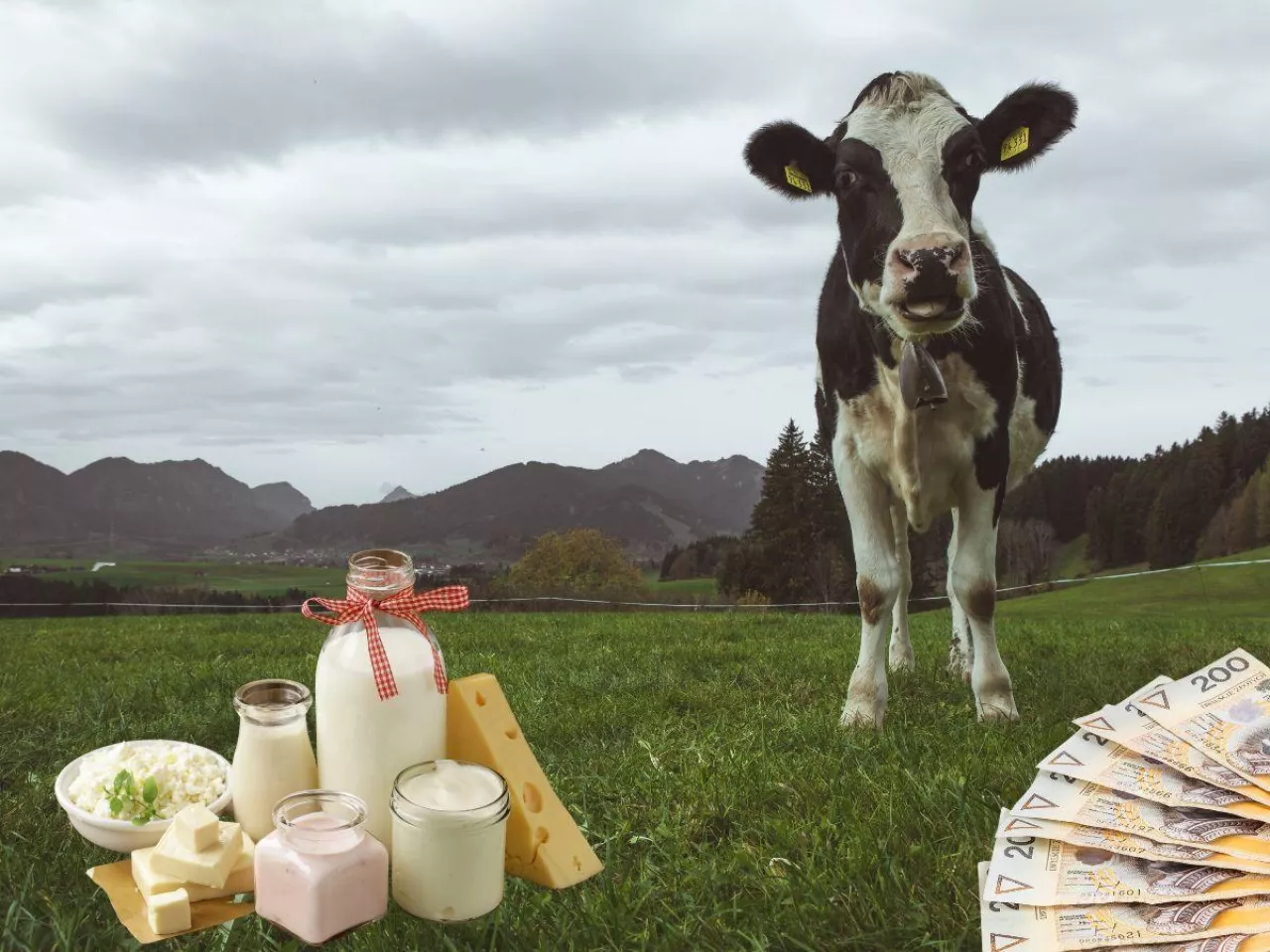 krowa, mleko, sery, pastwisko