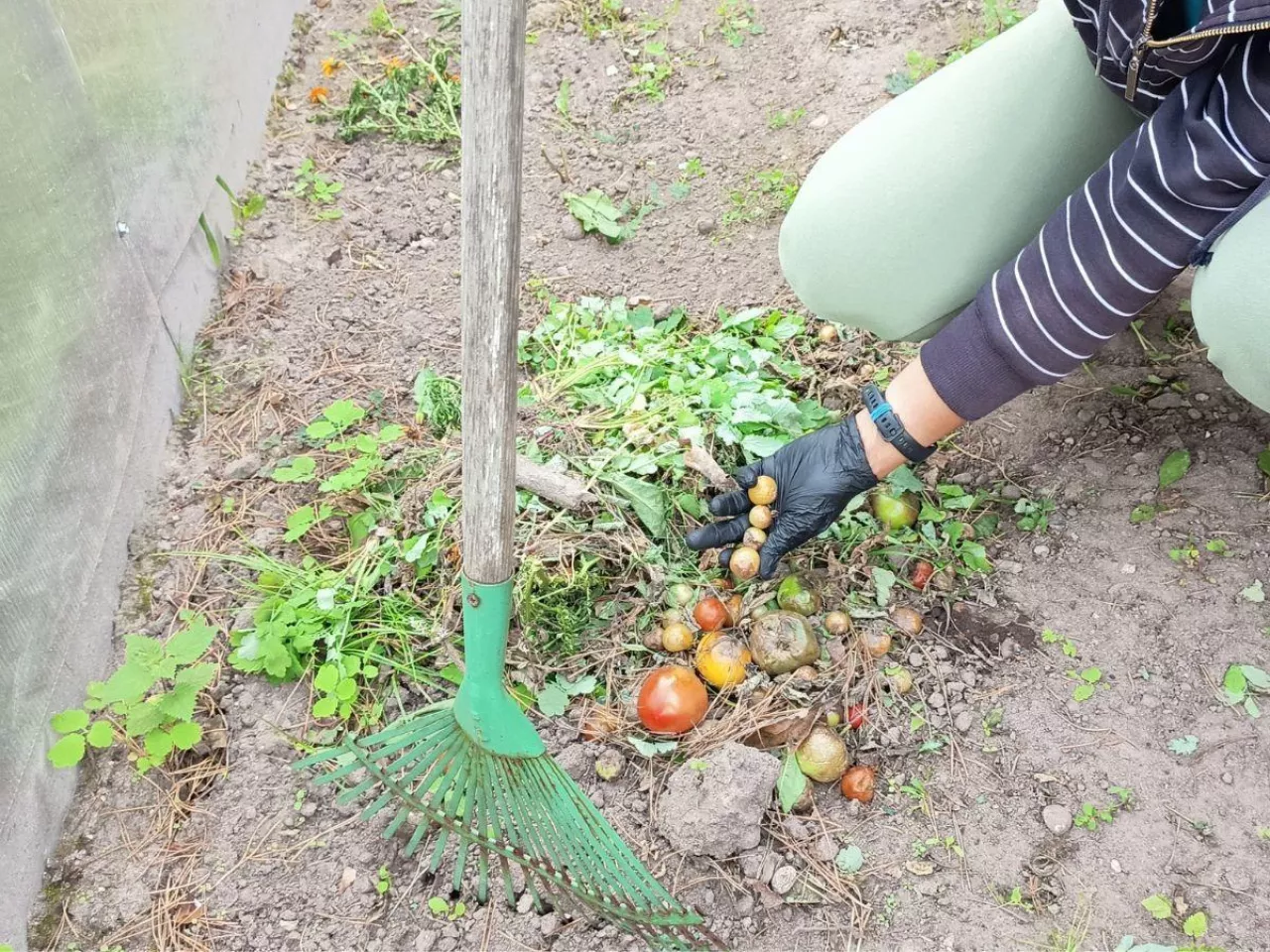 Nie czekaj do wiosny. Jesienią zrób ten zabieg, a gleba odwdzięczy się plonem