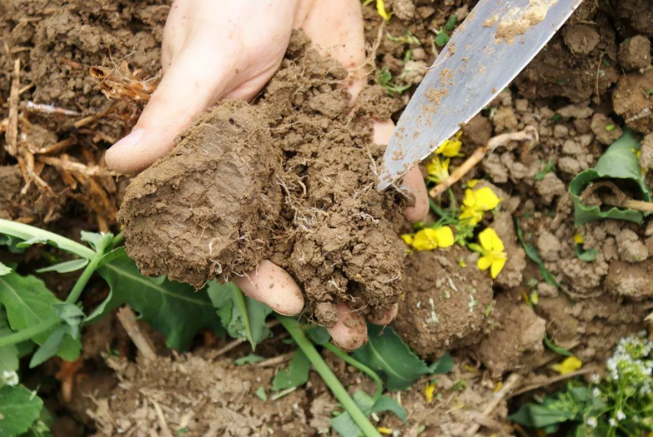 Jakie mikroorganizmy wspierają próchnicę? Rola życia biologicznego w glebie