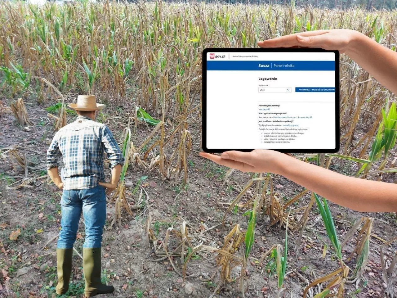 rolnik stoi tyłem i patrzy na pole z wyschniętymi uprawami, po prawej dłonie trzymają tablet, na którym widoczna jest otwarta strona logowania do aplikacji suszowej