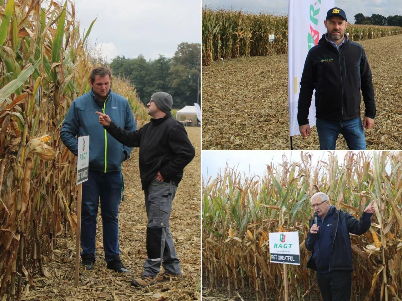 38 odmian kukurydzy w jednym miejscu. Które zrobiły największe wrażenie?