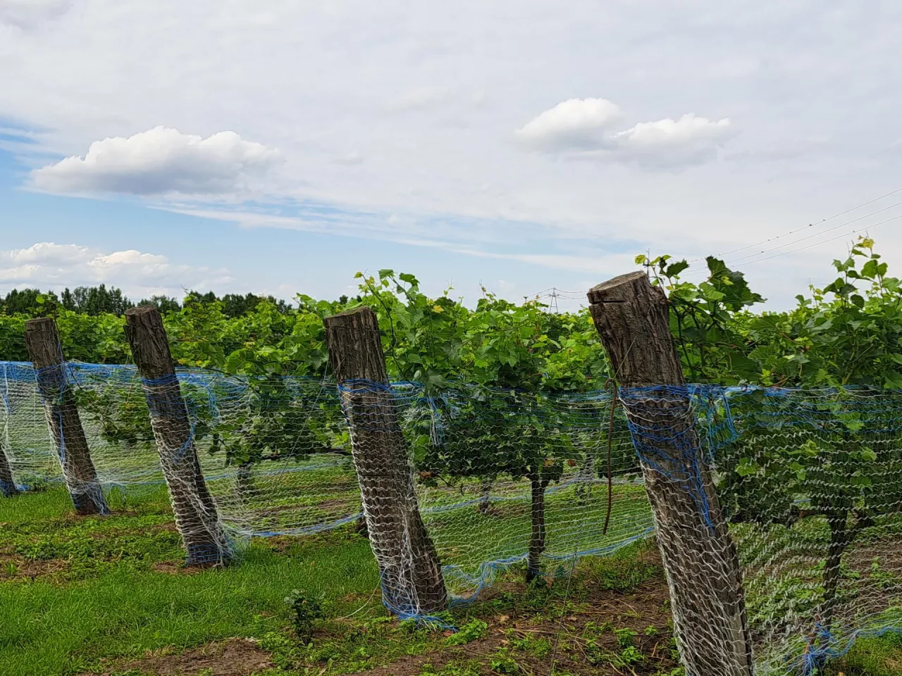 Szpalery z winoroślą to świetne miejsce na uspokajający spacer. Lada moment zaczną się pierwsze zbiory w Winnicy Irena. Na pierwszy ogień pójdzie, jak zwykle, biały solaris