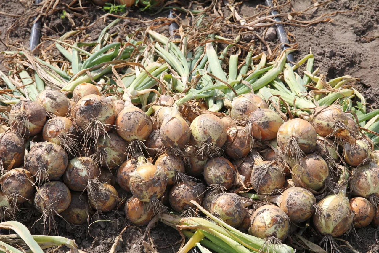 cebula, uprawa cebuli, rynek cebuli, import cebuli