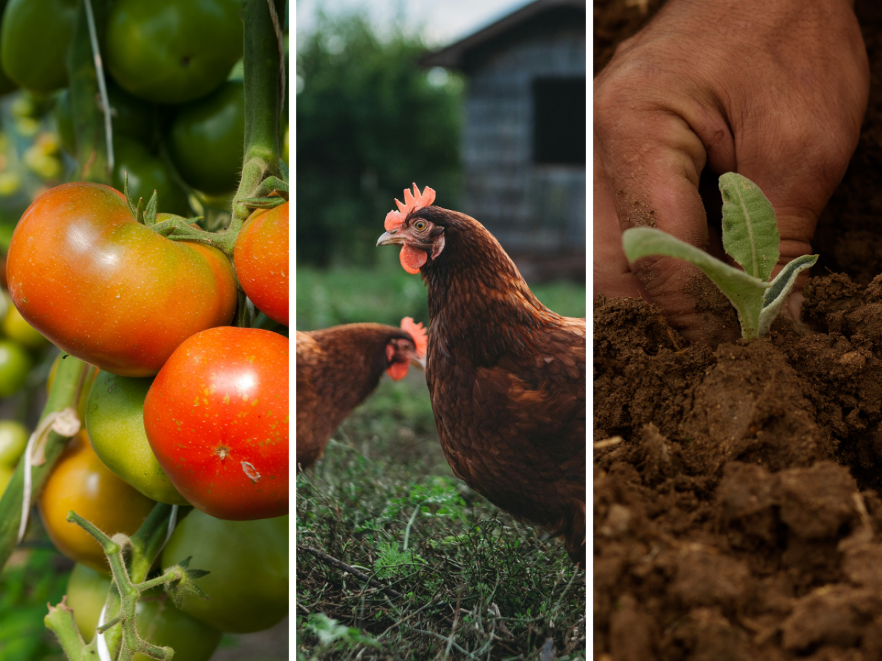 Rolnicy chcą być eko, ale państwo im to utrudnia?