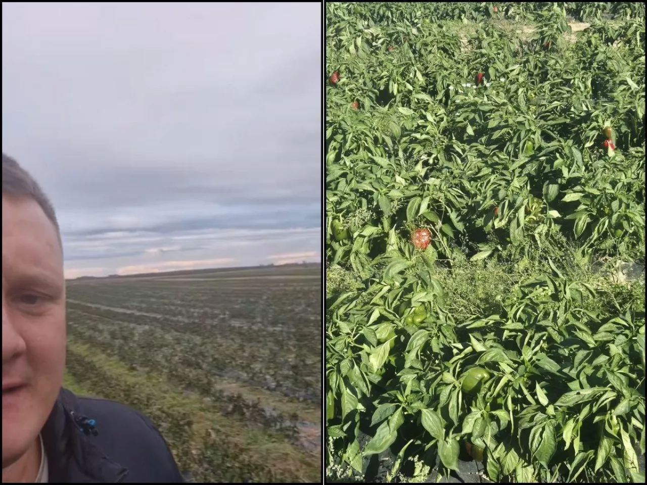 rolnik, pole z papryką