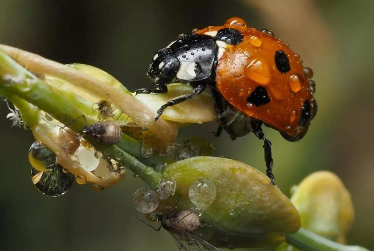 biologiczne środki ochrony roślin