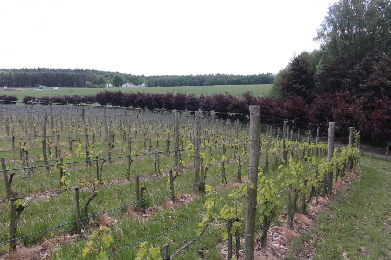 Widok na obsadzony dotąd jeden hektar na stoku. W tle czerwone klony, które sadził ojciec Macieja