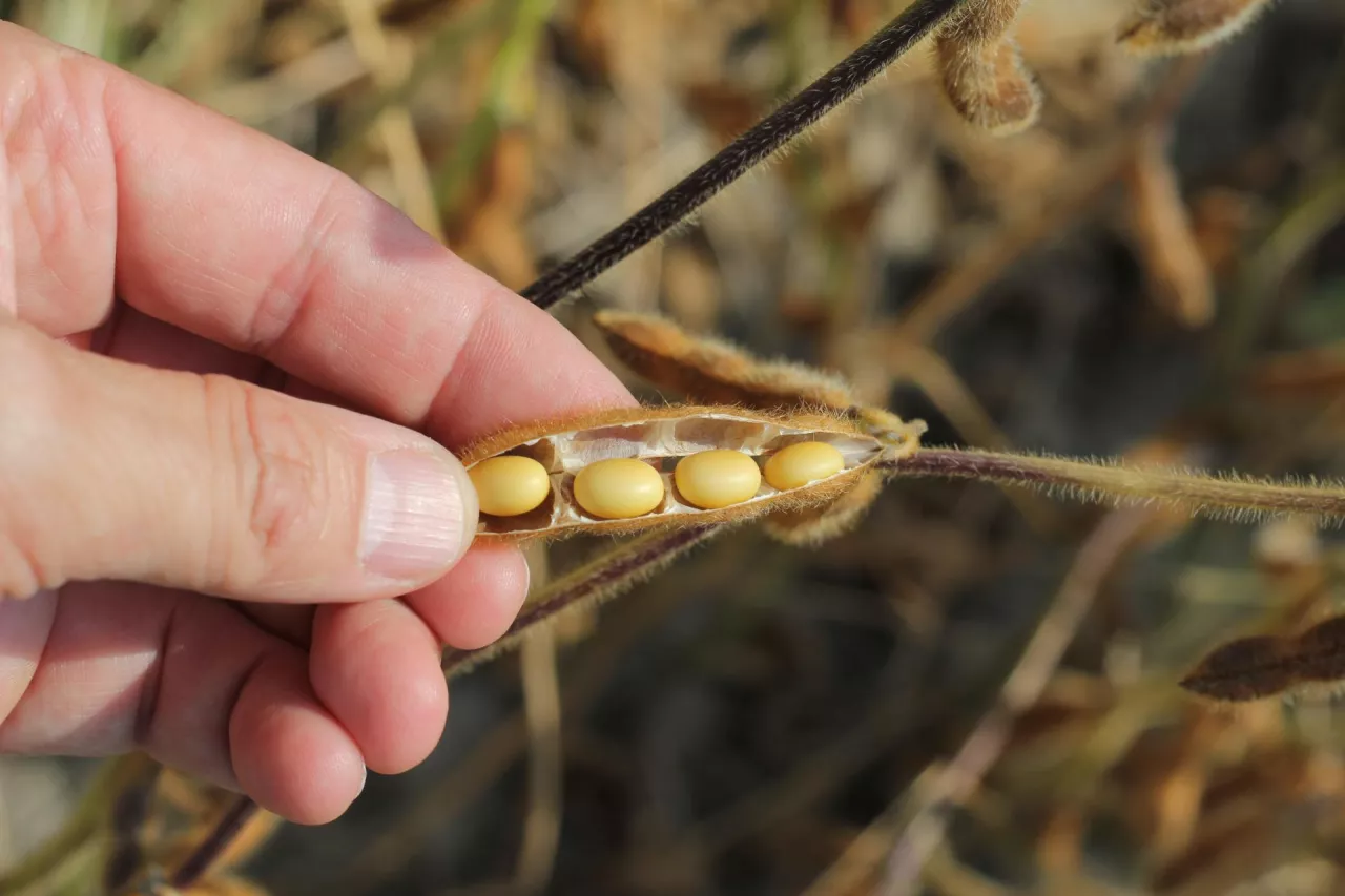 Nasiona soi w strąku wilgotne
