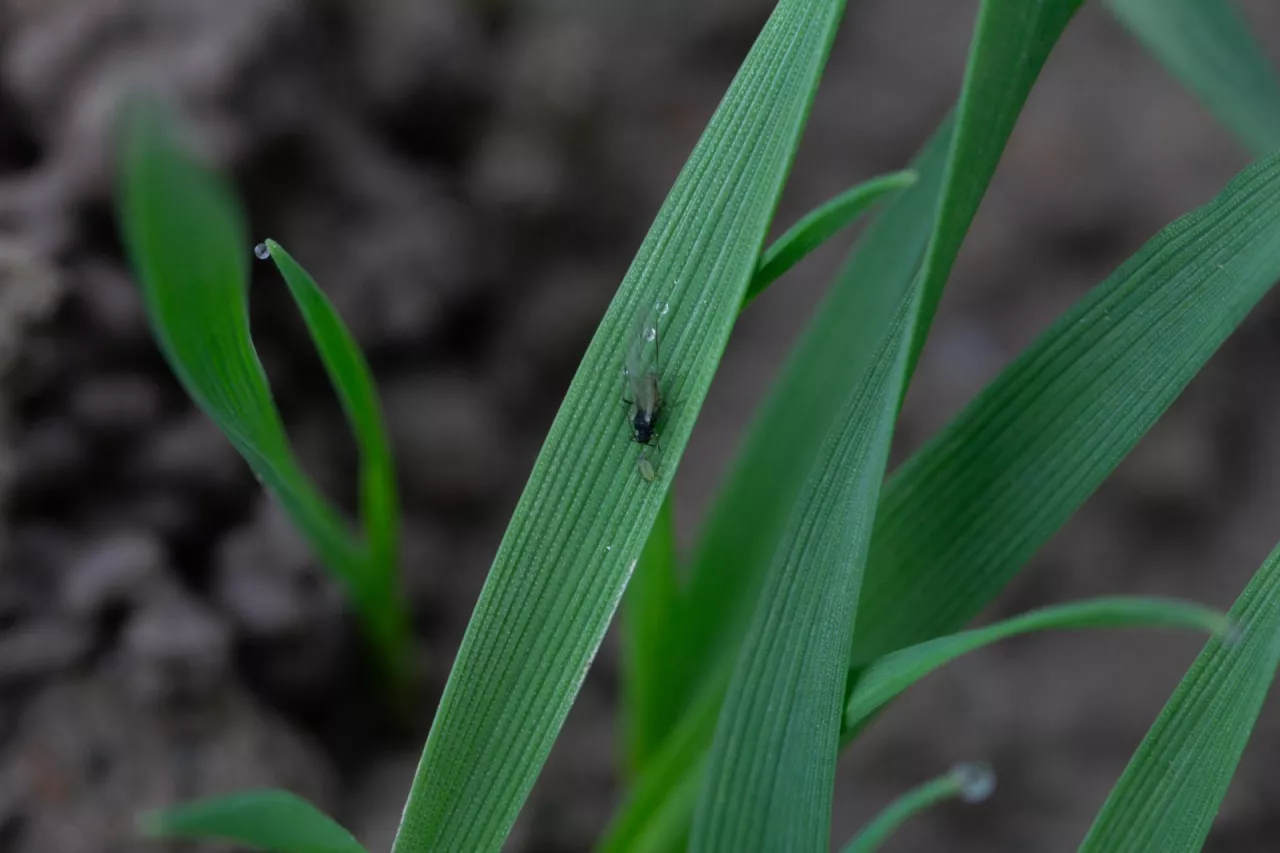 Mszyca na zbożu jesienią
