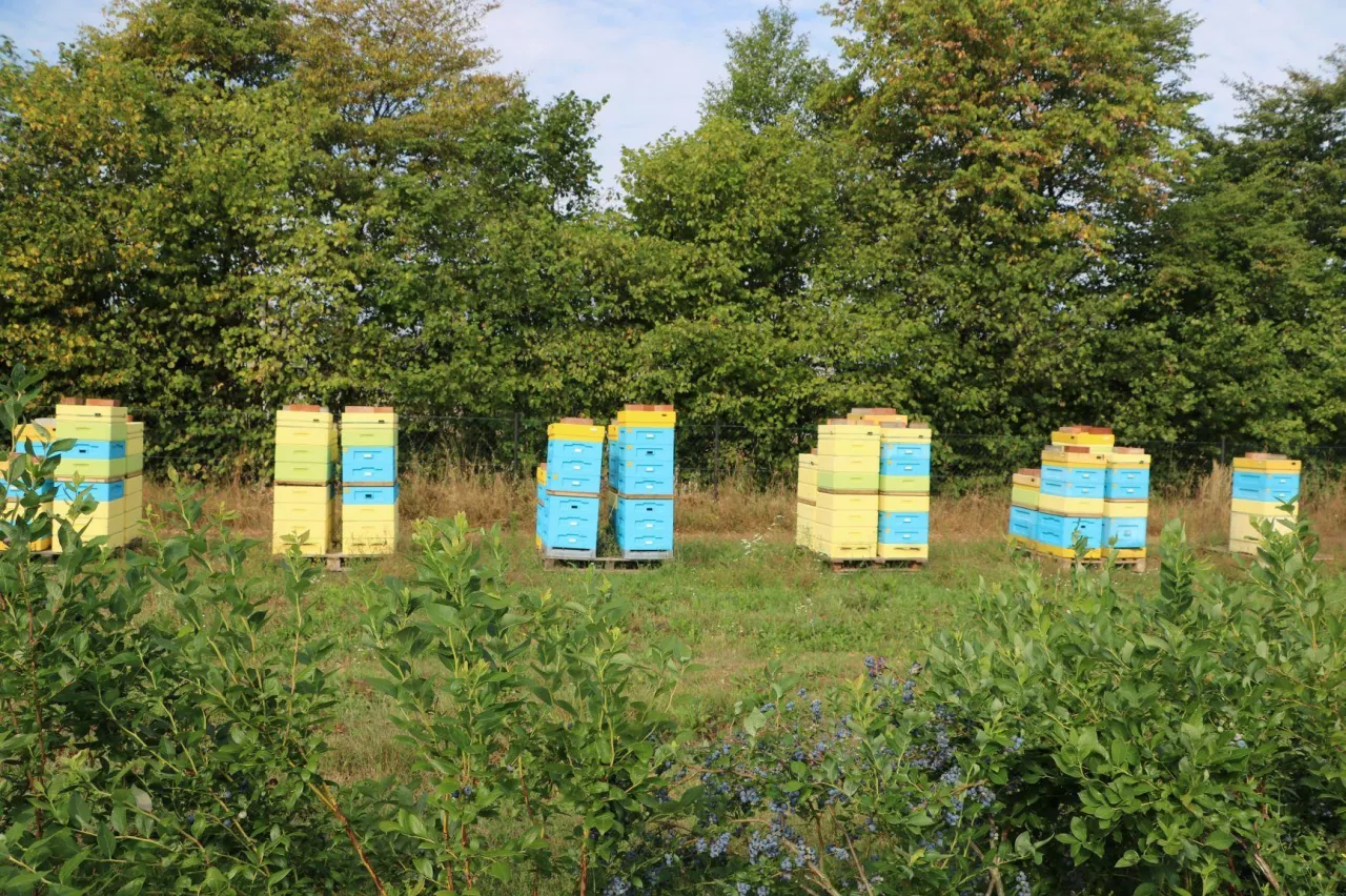 Fragment pasieki wędrownej na plantacji borówek
