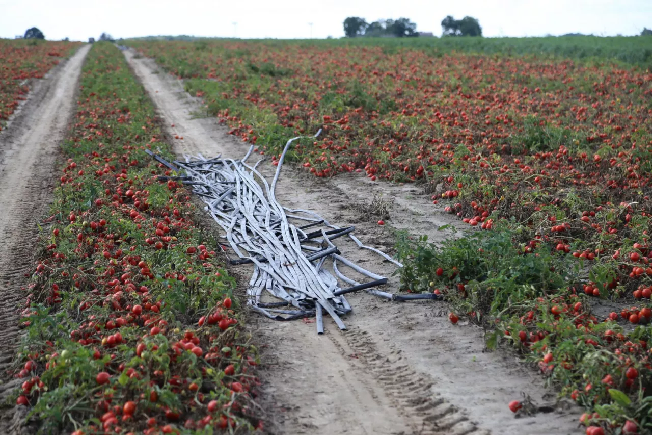 Coraz więcej plantacji pomidora jest nawadnianych kroplowo. Tu taśmy zebrane przed zbiorem kombajnowym.