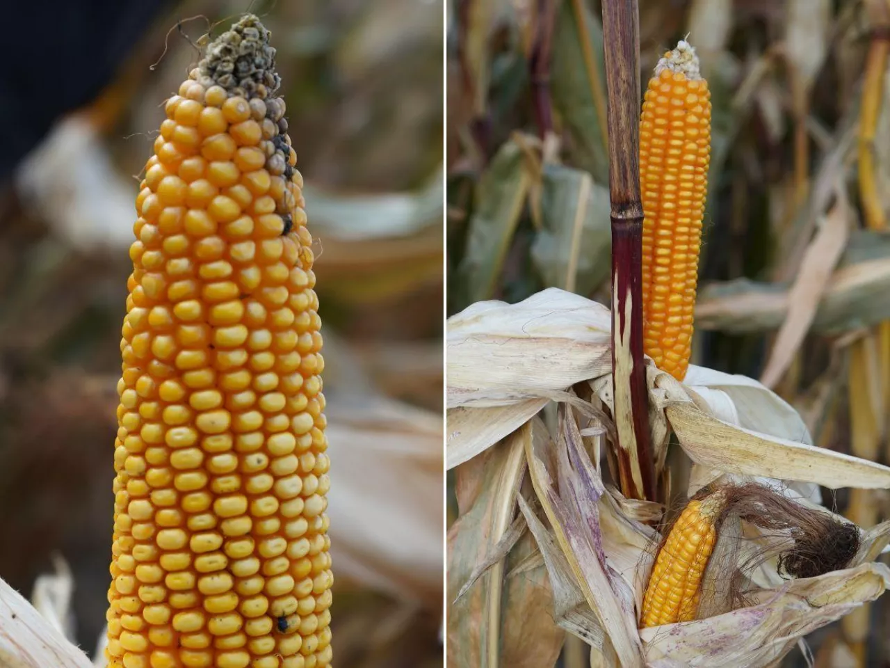 Trzy nowe odmiany kukurydzy na 2026. Plon to nawet 170 q/ha