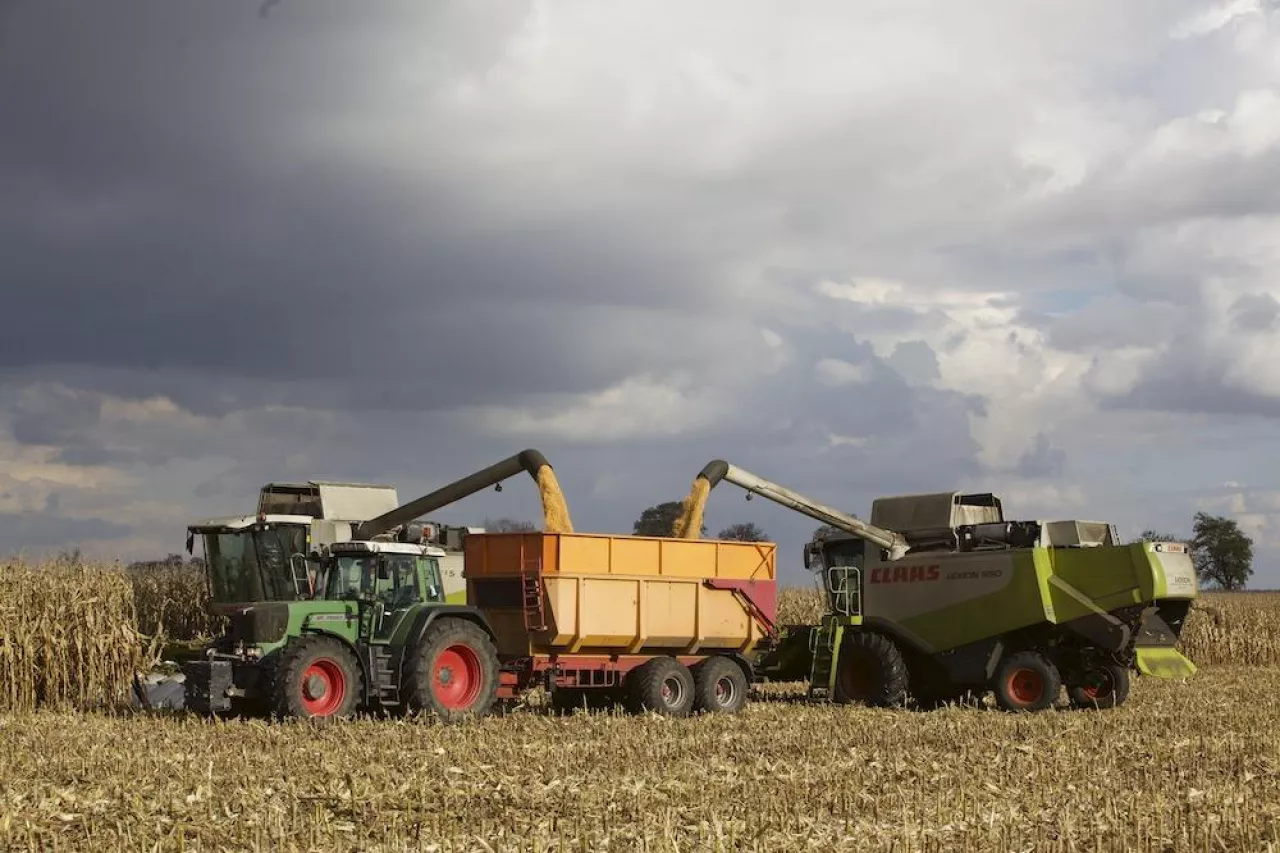 Koszenie kukurydzy na dwa kombajny