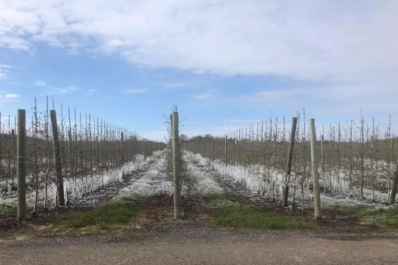 Uprawa po przymrozkach