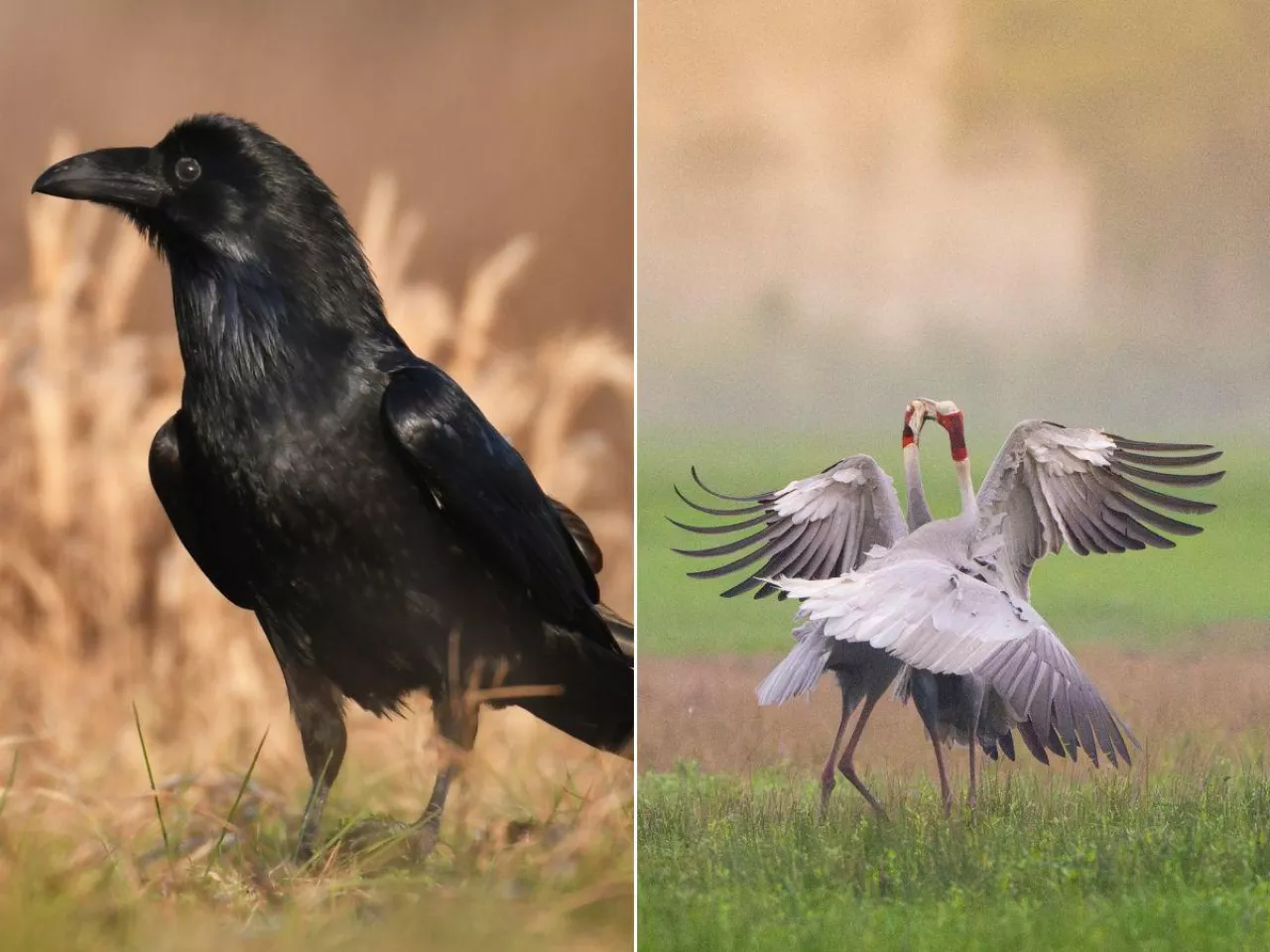 Żurawie i kruki pustoszą pola. Ministerstwo zapowiada odszkodowania dla rolników