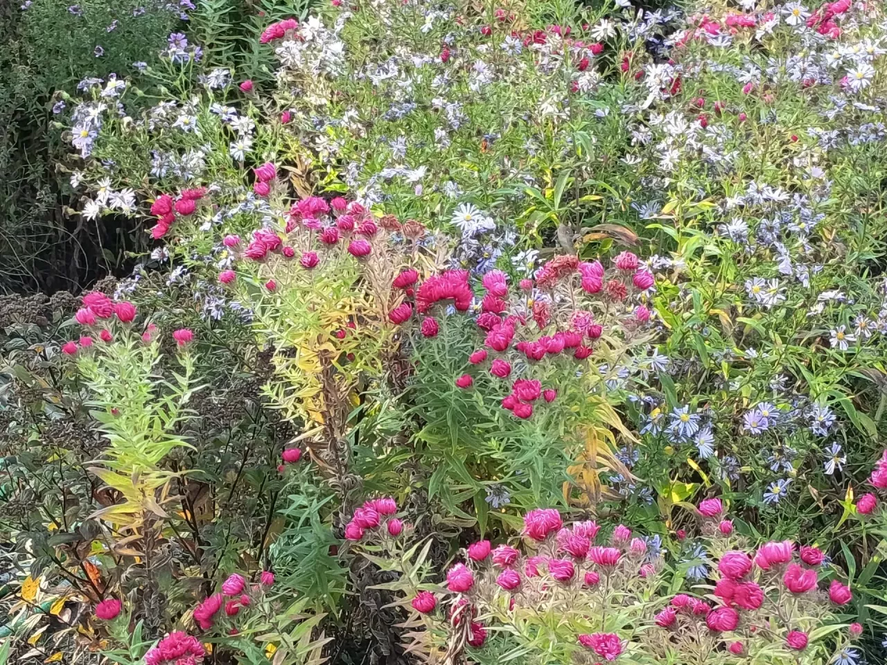 Jesienne astry karłowe występują w wielu barwach i można je sadzić w różnych kombinacjach