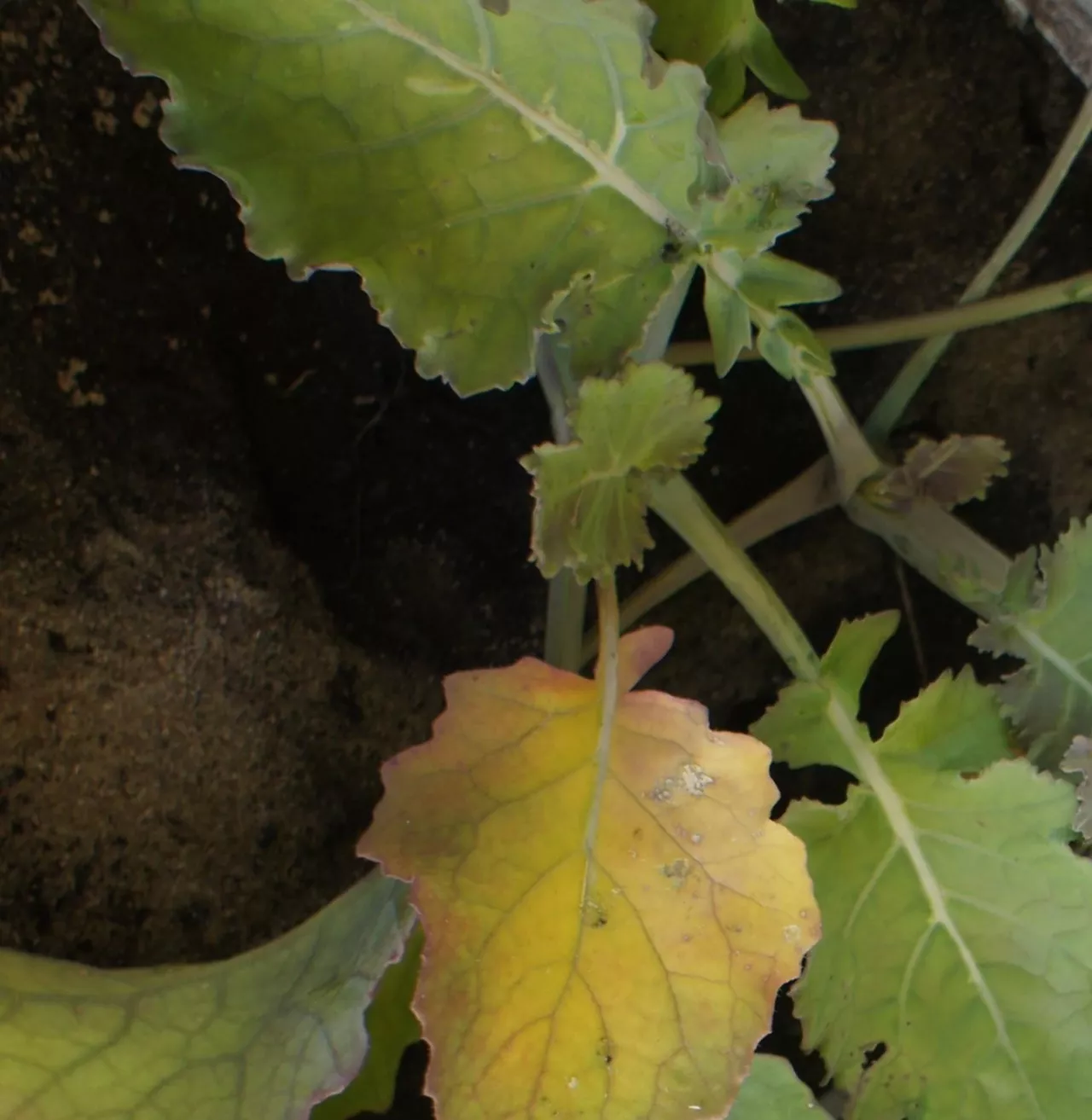 niedobór siarki, rzepak