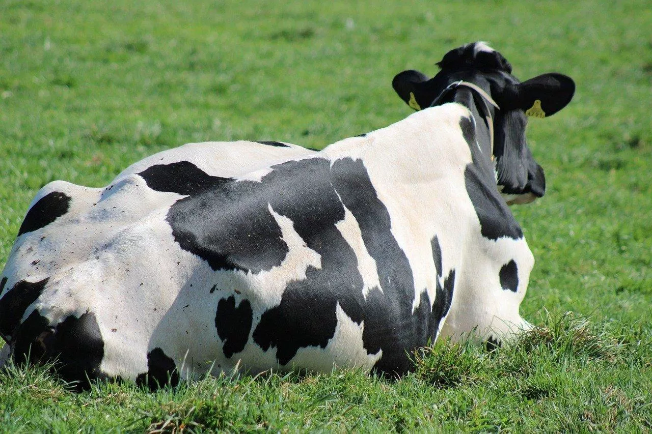 Krowa mleczna leży na łące
