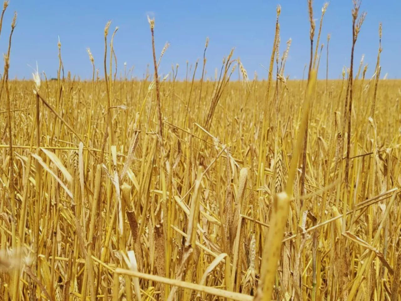 Ubezpieczenia upraw w Osadkowski