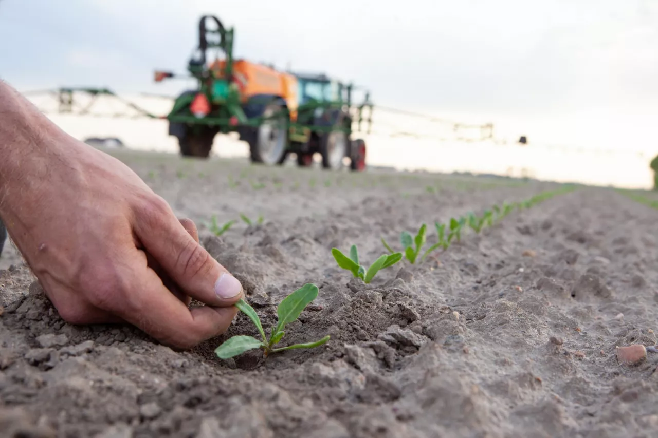 Ochrona buraka cukrowego