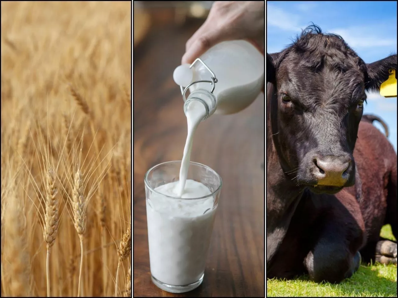 pszenica, mleko, bydło