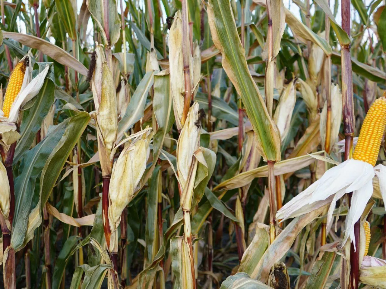 Dwukolbowość w kukurydzy. Większy plon czy strata?