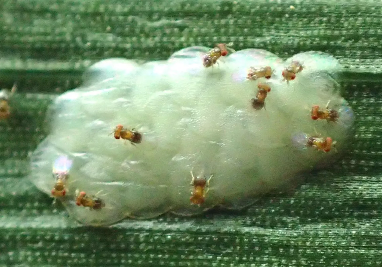 Kruszynek pasożytujący jaja omacnicy 