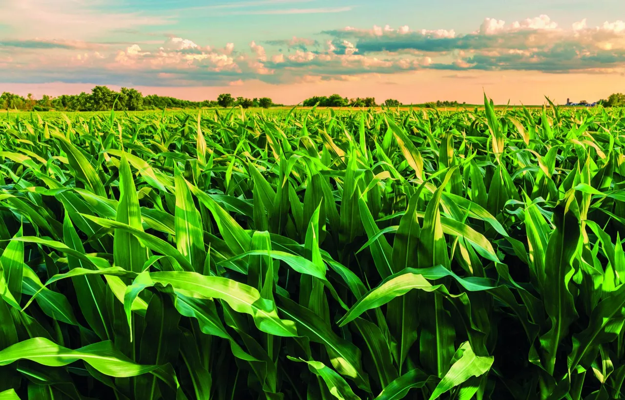 Evritell 162 OD - nowa jakość w ochronie przed chwastami!