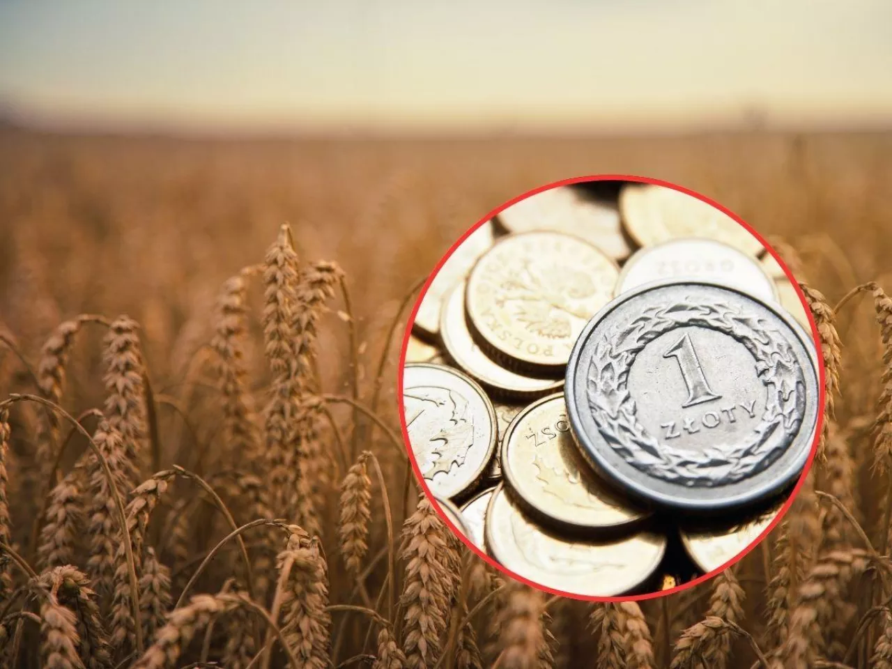 pole ze zbożem, złotówka polska u rogu na dole po prawej stronie