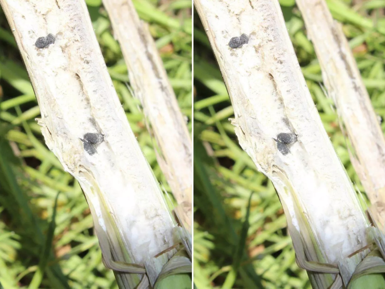 Jak stosować biologiczne środki ochrony roślin? Praktyczne rady prof. Sosnowskiej