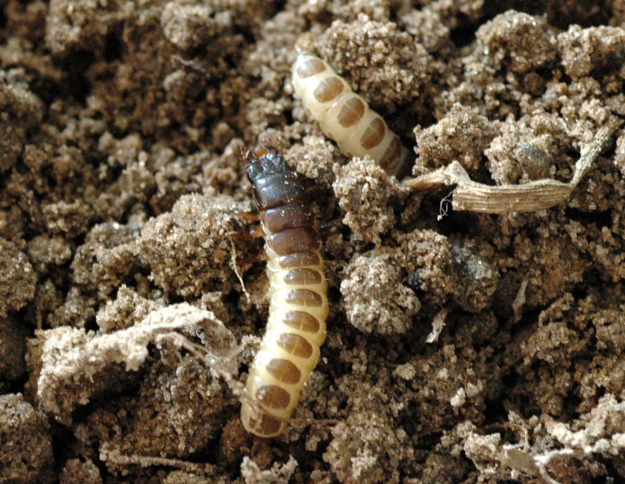 Larwa łokasia garbatka