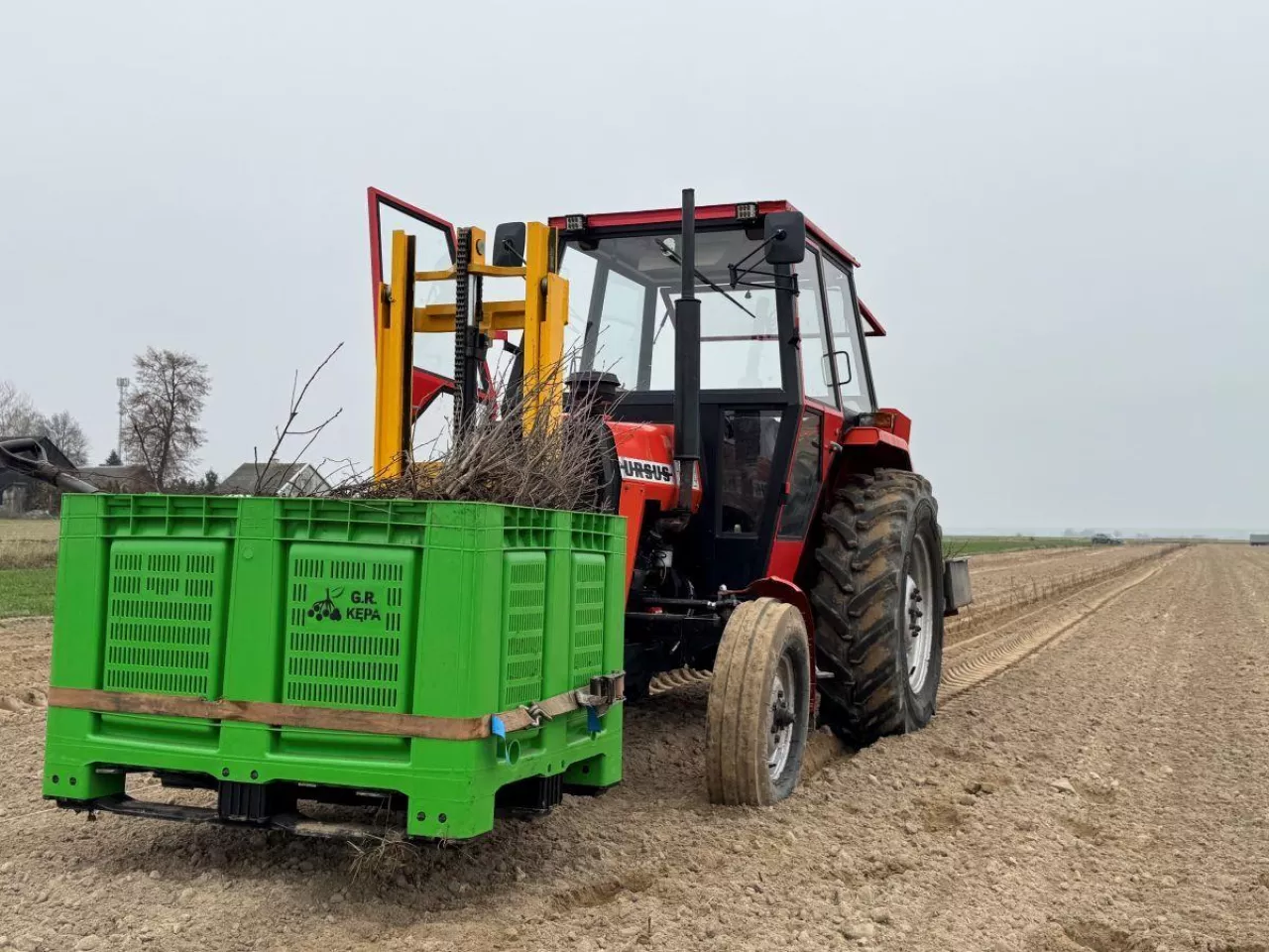 Materiał nasadzeniowy w kistenie na przodzie, sadzarka na tylnym TUZ-ie