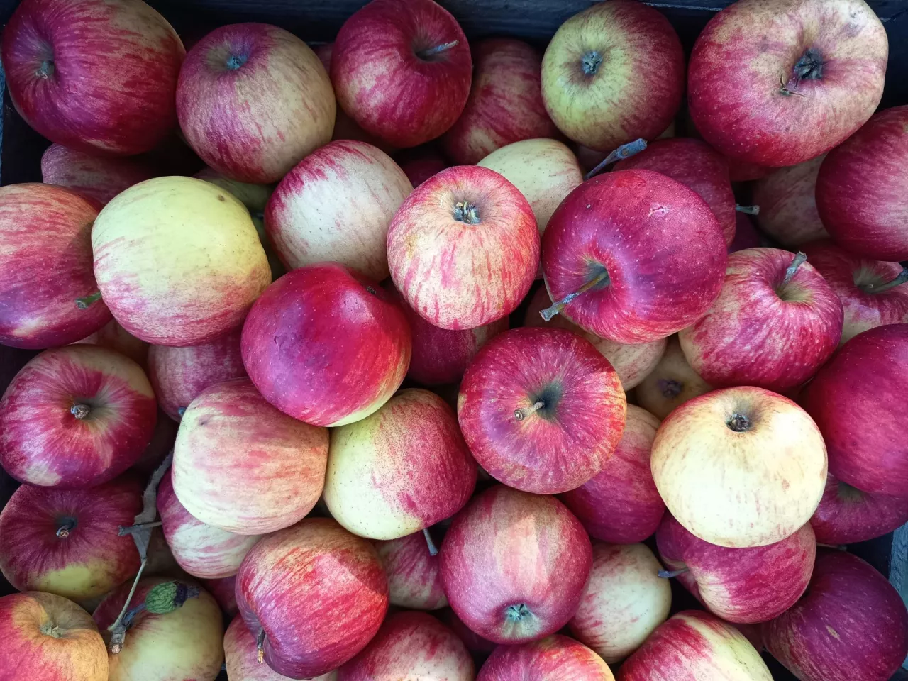 Jeśli nie posiadamy profesjonalnej chłodni do przechowywania jabłek, możemy wykorzystać piwnicę, w której należy utrzymywać temperaturę w granicach 0–8°C oraz wilgotność na poziomie 80–95%