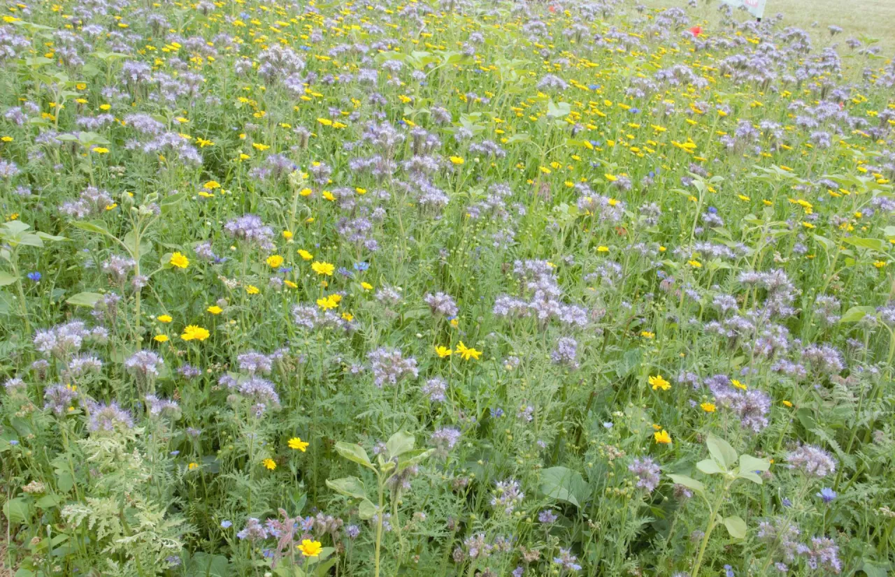 Czy uprawa międzyplonów się opłaca?