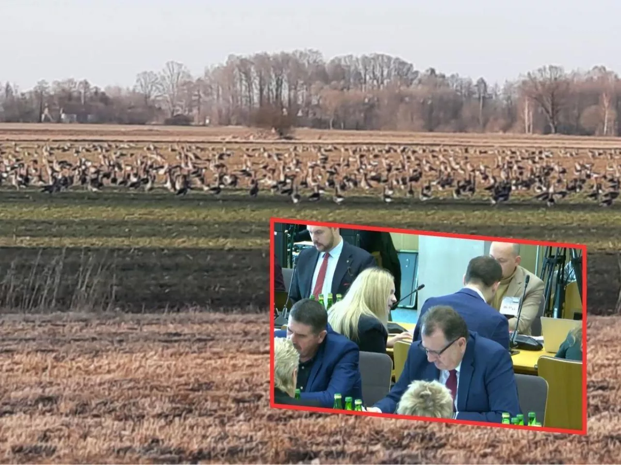 Odszkodowania za szkody wyrządzone przez ptaki