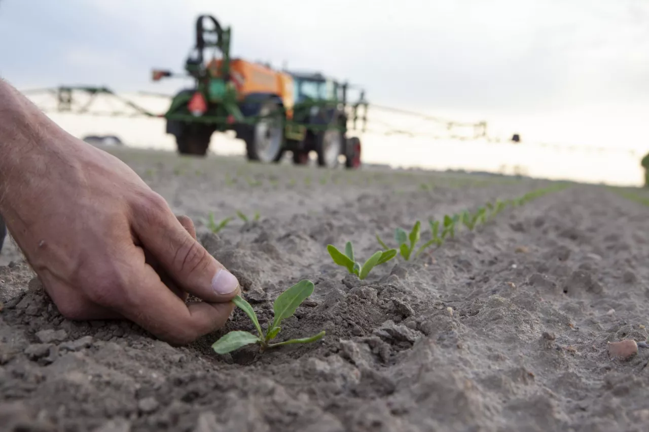 Opłacalność uprawy buraków wzrosła, dzięki wyższym cenom wynegocjowanym w cukrowniach. 