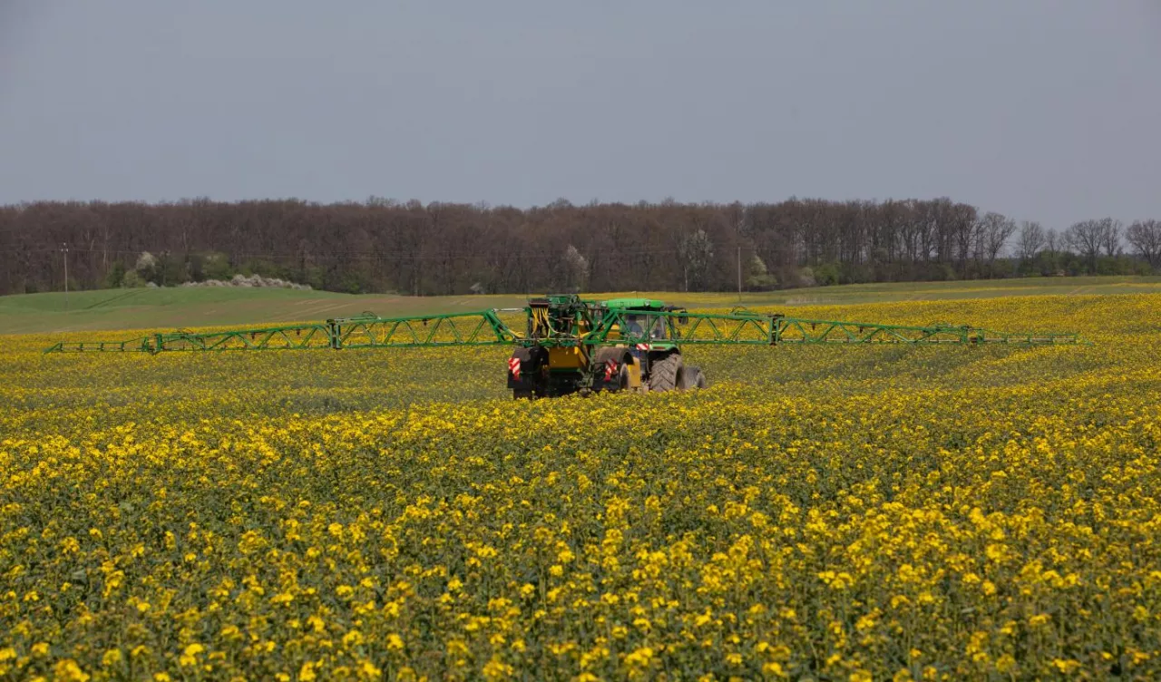 Ciągnik z opryskiwaczem polowym podczas opryskiwania rzepaku w fazie początku kwitnienia. Rozległe pole rzepaku, maszyna rolnicza w centrum kadru, w tle linia drzew.