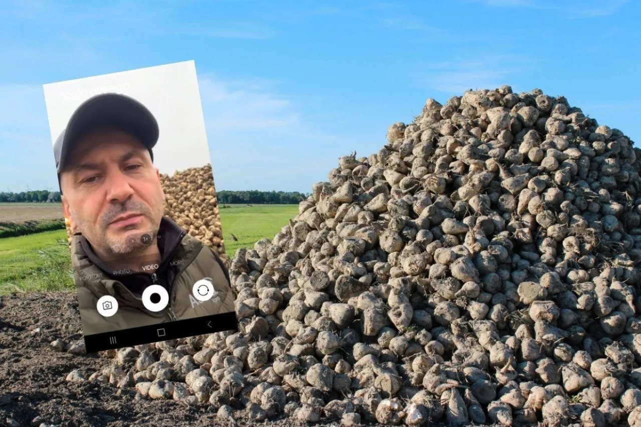 Sterta buraków cukrowych i wideorozmowa z rolnikiem