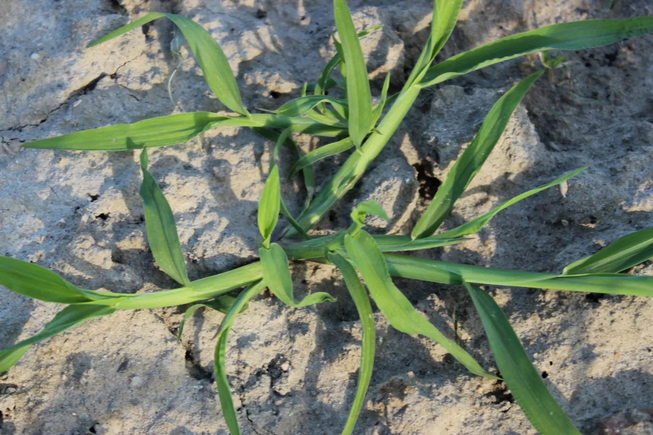 Dr hab., prof. UPP Łukasz Sobiech podkreślał, że często błędnie odporność na ALS przypisuje się chwastnicy. Wynika to z trudności w rozpoznawaniu chwastów prosowatych, z grona których to włośnice szybciej uodparniają się, a w fazie siewek są bardzo podobne do chwastnicy