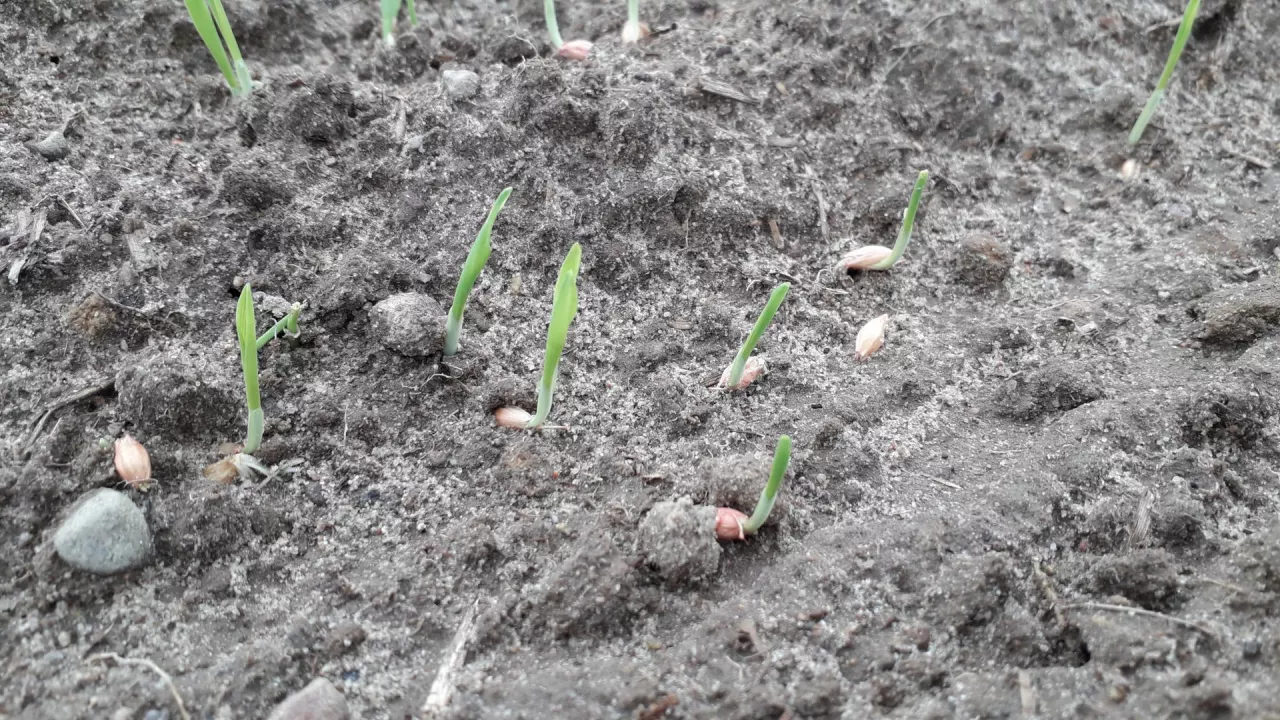 jęczmień przewódkowy kiepski siew