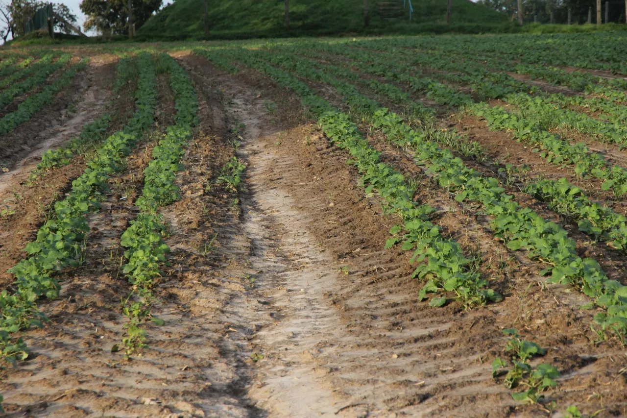 rzepak po nawałnicy erozja wodna gleby wypłukanie skorupa glebowa