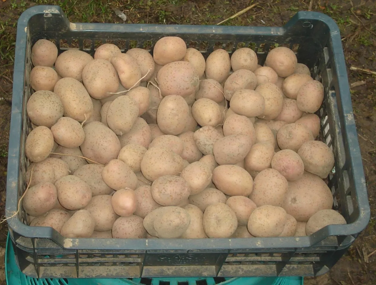 sadzeniaki w skrzynce