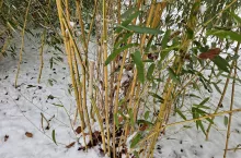 Bambus należy do najszybciej rosnących roślin na świecie. W niektórych krajach jest symbolem siły, dobrobytu i pokoju