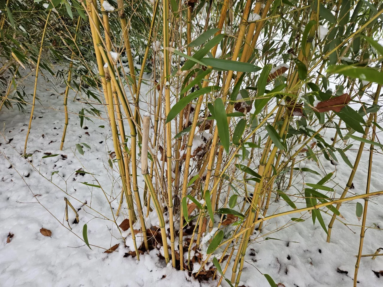 Bambus należy do najszybciej rosnących roślin na świecie. W niektórych krajach jest symbolem siły, dobrobytu i pokoju