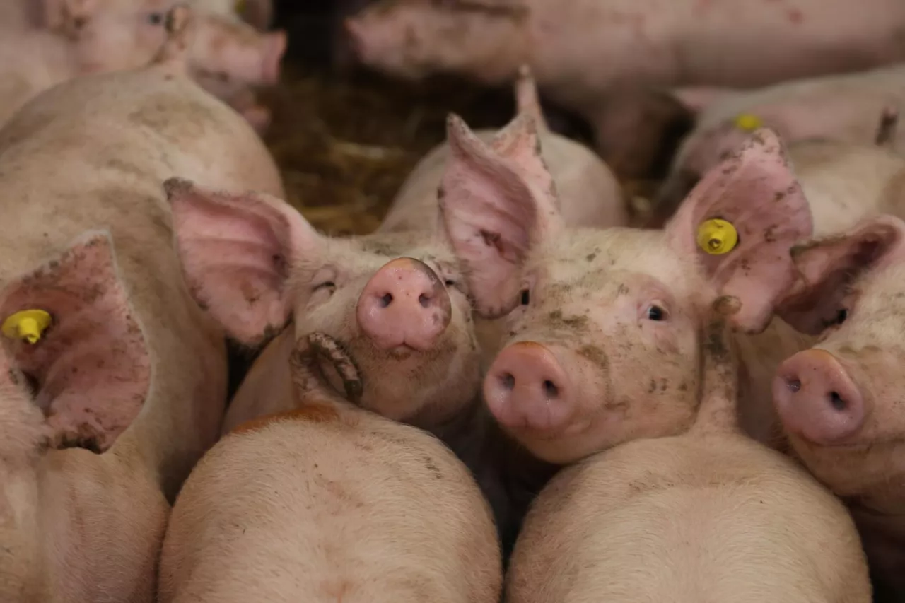 Świnie w stadzie patrzące się do fotoobiektywu