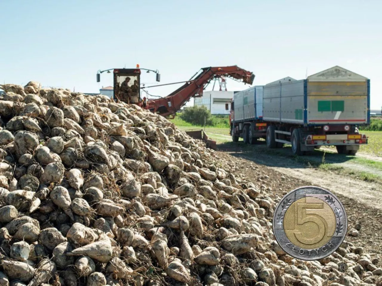 Opłacalność uprawy buraka cukrowego