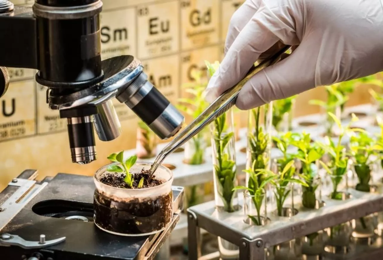 hodowla roślin, NGT