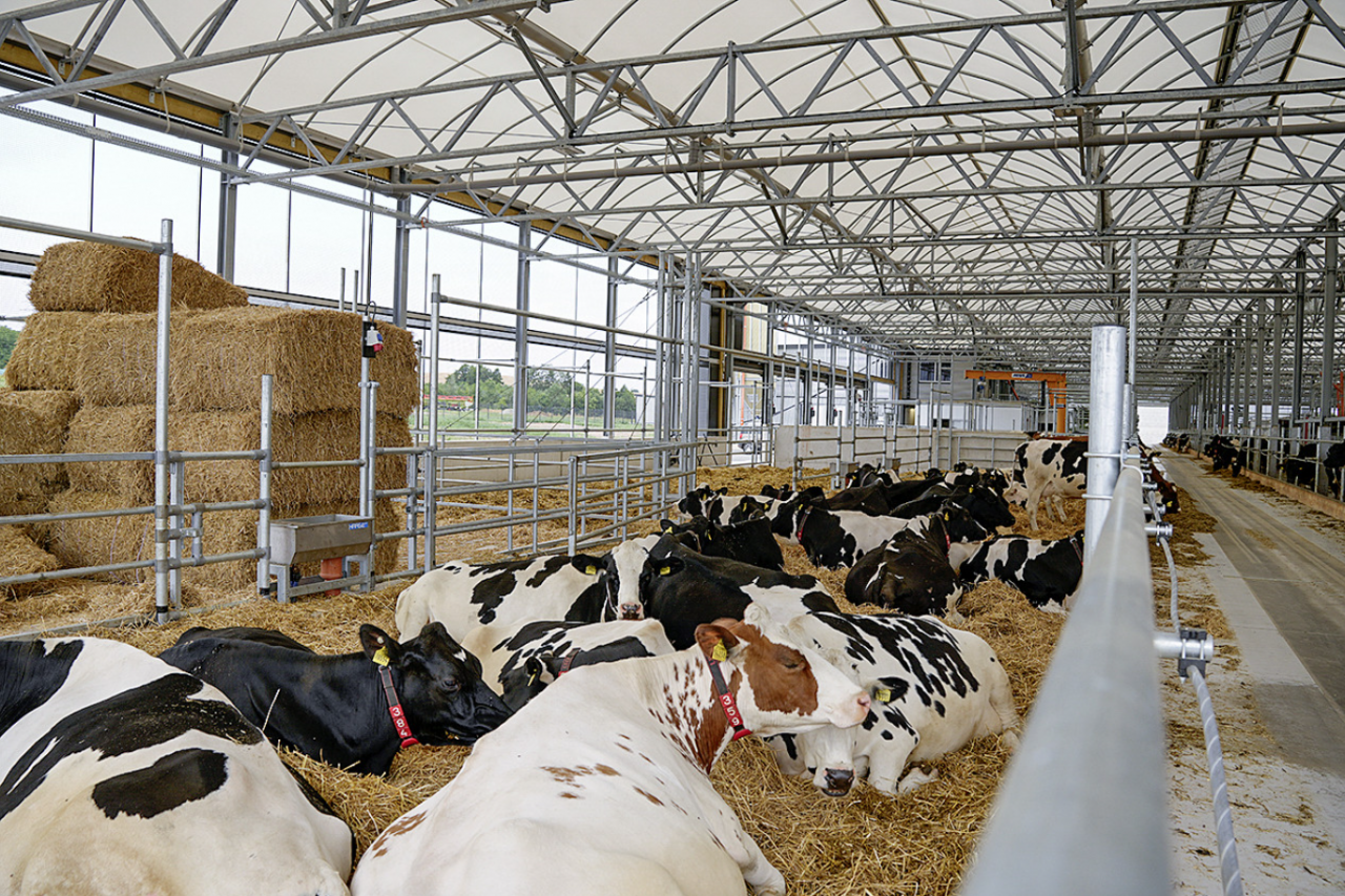 Stajnia ze ściółką dla krów zasuszonych jest podzielona na dwie otwarte strefy: z tyłu krowy mogą leżeć w spokoju, a w każdej chwili mogą przejść do stołu paszowego z przodu. Nie zainstalowano tam krat paszowych, zamiast tego zastosowano stalową linę jako ogranicznik na wysokości szyi.