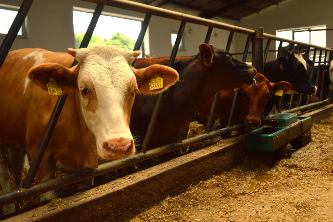 Bydło mięsne stoi w oborze