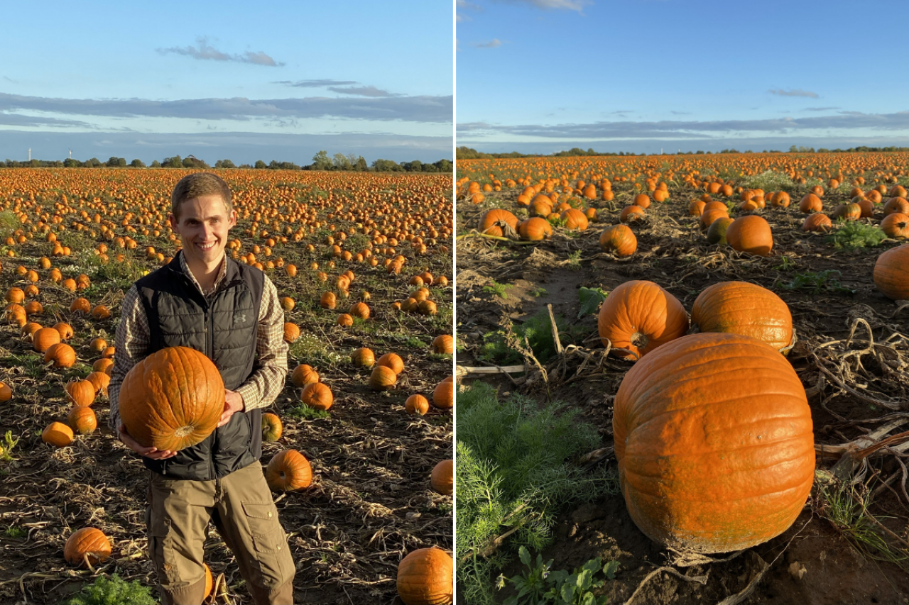 Duński rolnik Christian Olesen na polu dojrzeających dyń